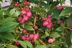 Limonade rose aux airelles, Vaccinum corymbosum 'Pink limonade'