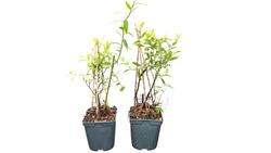 Limonade rose aux airelles, Vaccinum corymbosum 'Pink limonade'
