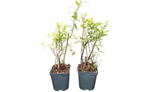 Limonade rose aux airelles, Vaccinum corymbosum 'Pink limonade'
