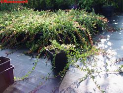 Airelle rouge, "Stevens"