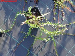 Airelle rouge, "Stevens"