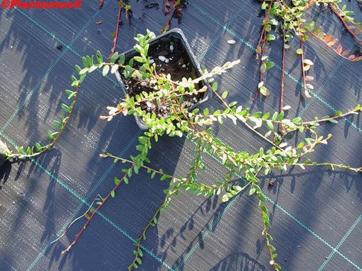 Airelle rouge, "Stevens"