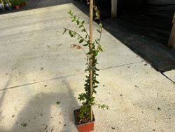 Airelle rouge, "Stevens"