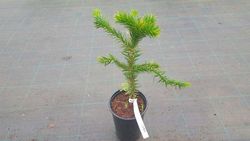 Araucaria araucana, pinheiro araucano