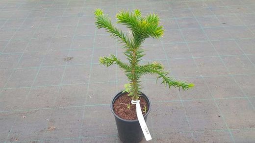 Araucaria araucana, pinheiro araucano