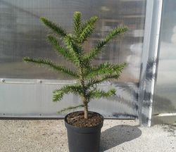 Araucaria araucana, pino araucano