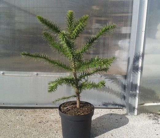 Araucaria araucana, pino araucano