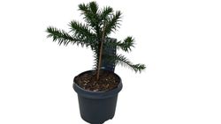 Araucaria araucana, pino araucano