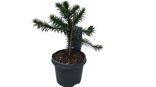 Araucaria araucana, pino araucano