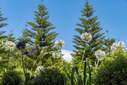 Araucária heterophylla, Araucária excelsa