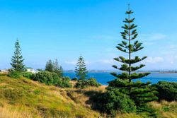 Araucária heterophylla, Araucária excelsa