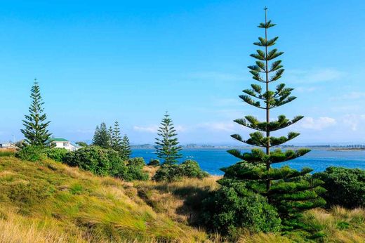Araucária heterophylla, Araucária excelsa