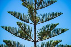 Araucária heterophylla, Araucária excelsa