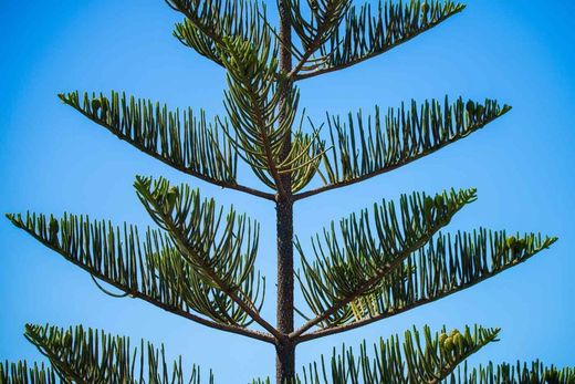 Araucária heterophylla, Araucária excelsa