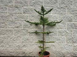 Araucária heterophylla, Araucária excelsa