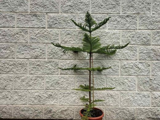 Araucária heterophylla, Araucária excelsa