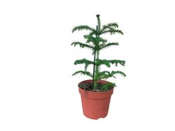 Araucária heterophylla, Araucária excelsa