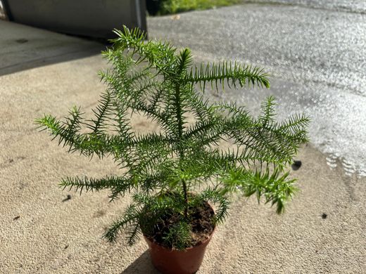 Araucária heterophylla, Araucária excelsa