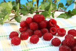 Árbol de frambuesa​ - Rubus Raspberry Tower