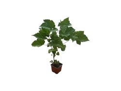 Árbol de frambuesa​ - Rubus Raspberry Tower