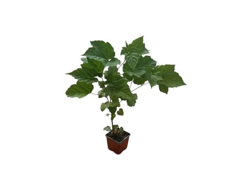 Árbol de frambuesa​ - Rubus Raspberry Tower