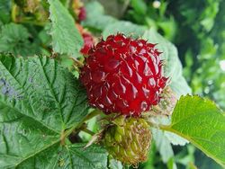 Árbol de frambuesa​ - Rubus Raspberry Tower
