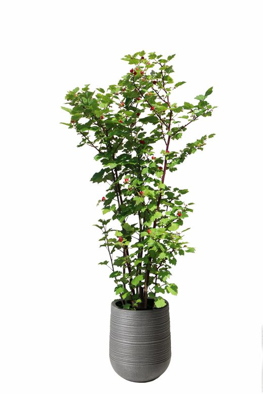 Árbol de frambuesa​ - Rubus Raspberry Tower