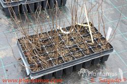 Árbol de Judas, ciclamor del canadá. Cercis canadiensis