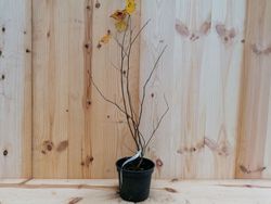 Árbol de Judas, ciclamor del canadá. Cercis canadiensis