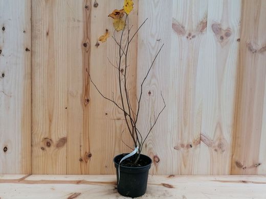 Arbre de Judas, Redbud du Canada. Cercis Canadis