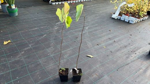 Árvore de Judas, cíclame canadense. Cercis Canadiansis