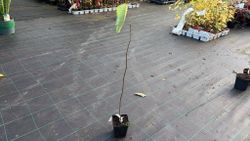 Árvore de Judas, cíclame canadense. Cercis Canadiansis