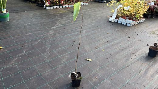 Árvore de Judas, cíclame canadense. Cercis Canadiansis