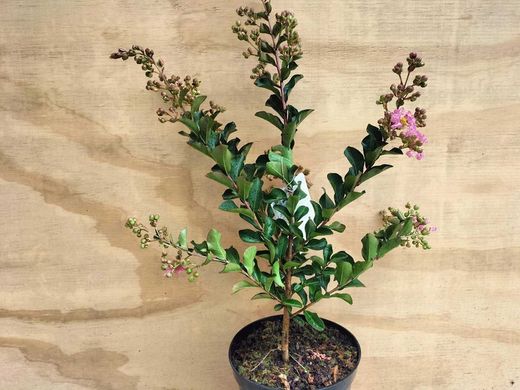 Árvore de Júpiter, lagerstroemia indica