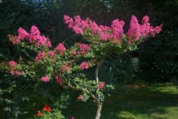 Arbre de Jupiter, Lagerstroemia indica