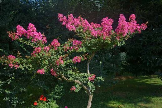 Arbre de Jupiter, Lagerstroemia indica