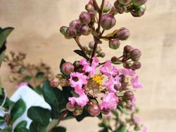 Arbre de Jupiter, Lagerstroemia indica
