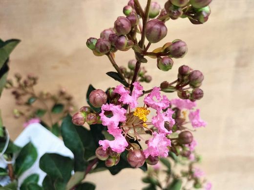 Arbre de Jupiter, Lagerstroemia indica