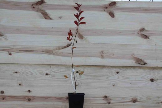 Árvore de Júpiter, lagerstroemia indica