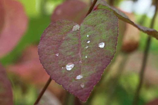 Árbol de katsura, Cercidiphyllum japonicum