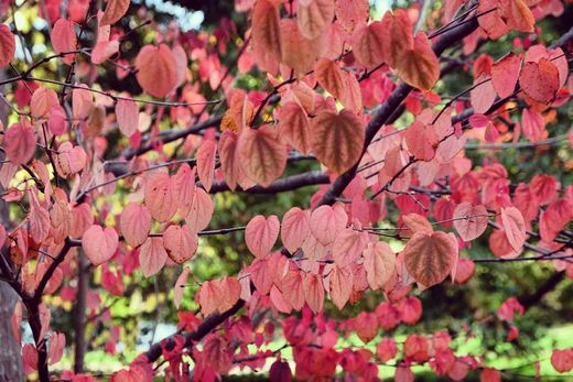 Árbol de katsura, Cercidiphyllum japonicum