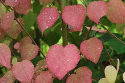 Árbol de katsura, Cercidiphyllum japonicum