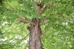 Árbol de katsura, Cercidiphyllum japonicum