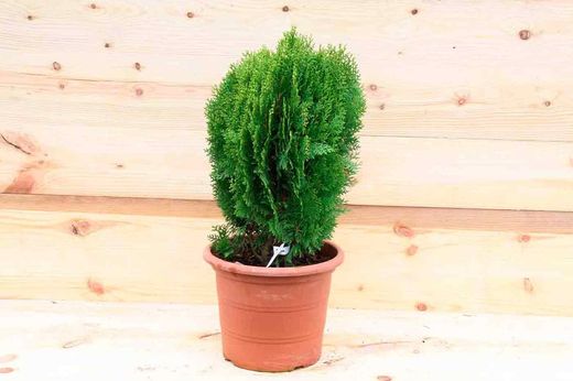 Árbol de la vida, Tuya oriental, Tuya orientalis aurea nana