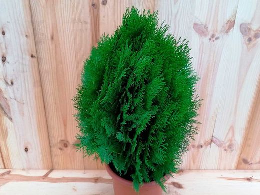 Árbol de la vida, Tuya oriental, Tuya orientalis aurea nana