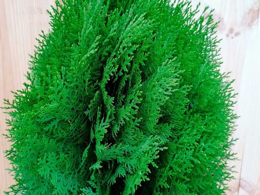 Árbol de la vida, Tuya oriental, Tuya orientalis aurea nana