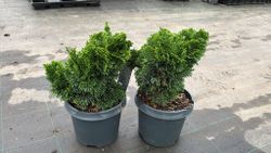 Árbol de la vida, Tuya oriental, Tuya orientalis aurea nana