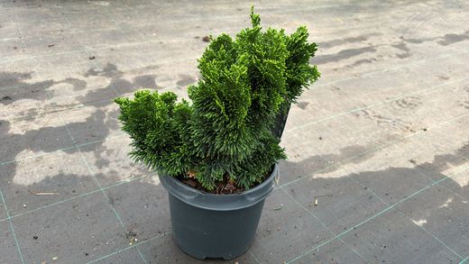 Árbol de la vida, Tuya oriental, Tuya orientalis aurea nana