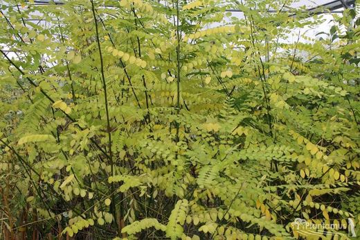 Arbre de la pagode, sofora, sophora japonica