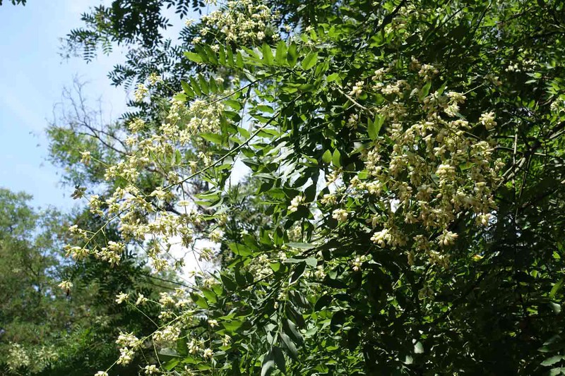 Sophora japonica, un árbol original de gran belleza — Plantamus Vivero  online
